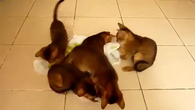 Кошки Приколы Абиссинские котята Смешные приколы с кошками1