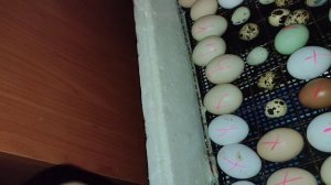 как правильно закладывать перепелиные яйца в инкубатор.инкубация перепелиных яиц в инкубатор несушк