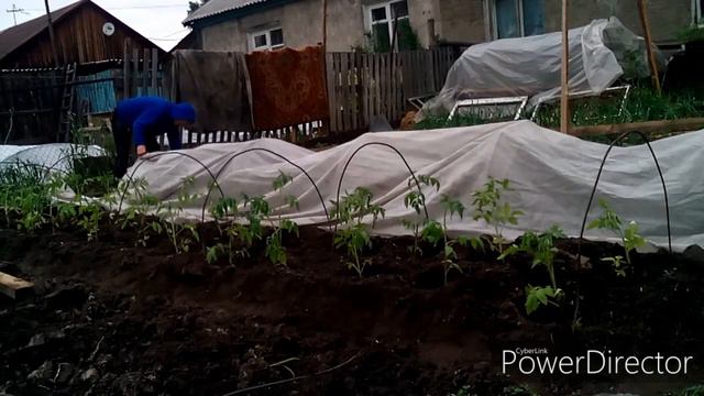 Мой огород у дома !!! Посадка рассады помидор в грунт !!! смотреть онлайн
