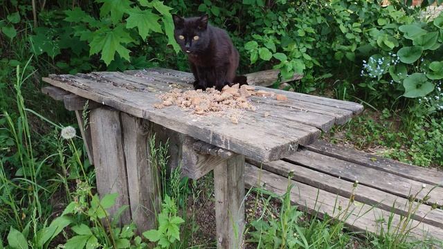 На столе воробьи, бабочка, кошка. Сороки, которых я ждал, не прилетели. (27 мая 2023) смотреть онлайн