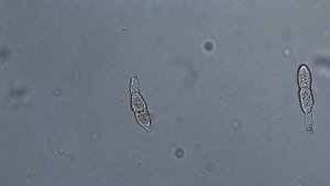 Белая ржавчина хризантем (Puccinia horiana Henn.)