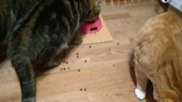 КОШКА ПОДАВИЛАСЬ СУХИМ КОРМОМ