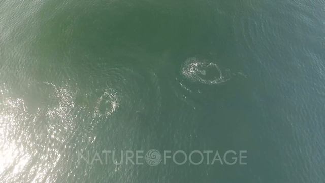 Orcas Orcinus Orca and Humpback Megaptera Novaeangliae Monterey California USA смотреть онлайн