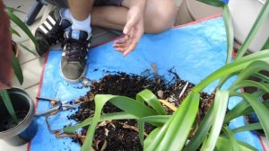 Preparing Amaryllis for Dormancy
