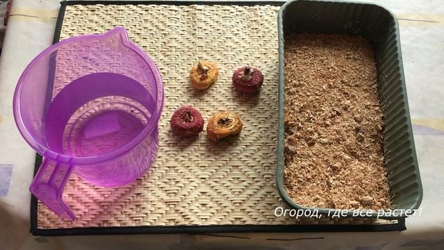 460. Гладиолусы Подготовка и посадка смотреть онлайн