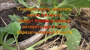 Как формировать дыню в открытом грунте Московская область часть 2