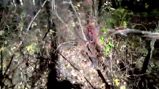 Сбор лимонника смотреть онлайн