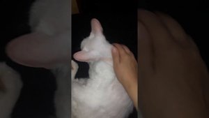 кошка Мая Сфинкс-браш 3 года скидывает шерсть.