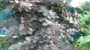 Черёмуха "Неубиенная", моё мнение.