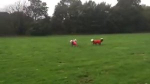 Old English Sheepdogs with their K9 Clean Coat