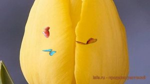 Тюльпан обыкновенный Карактер (tulipa caractere) ? обзор: как сажать, луковицы тюльпаны Карактер