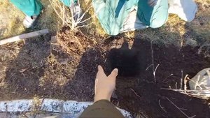 Посадка живой изгороди осенью. Кизильник блестящий