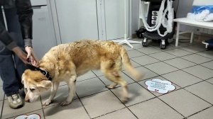 Воспаление матки у собаки