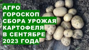 Агрогороскоп сбора урожая картофеля, лука, других плодов овощных и садовых растений в сентябре 2023