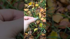 Чесночный гриб «ЧЕСНОЧНИК ОБЫКНОВЕННЫЙ»