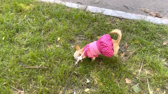 Прогулка в парке. Чихуахуа Мия. смотреть онлайн