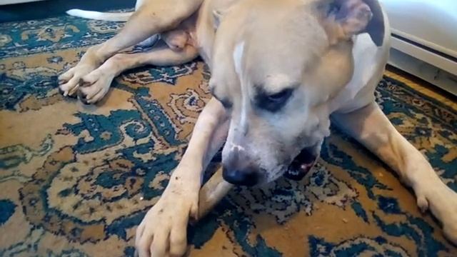 Рог оленя. Лакомство для собак. смотреть онлайн