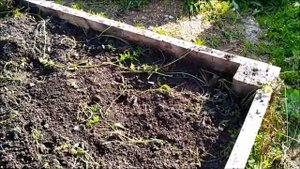 Собираем урожай  морковь и свёкла