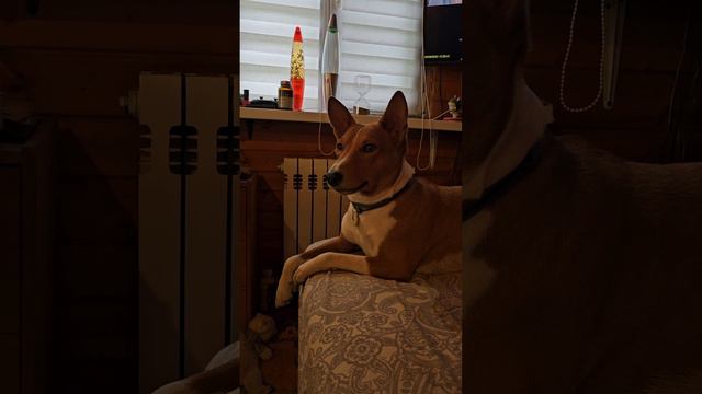 зивуль) басенджи #basenji #dog #funny #animals #басенджи #собака