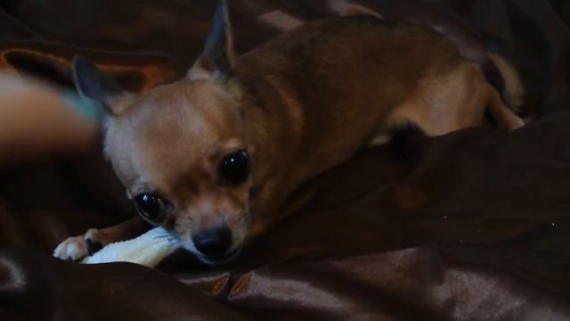 Злой чихуахуа Тошка! смотреть онлайн