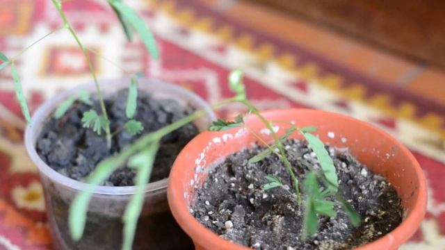 Мимоза стыдливая. (лат. Mimosa Pudica) Ядовитое растение. Чувствует прикосновение.