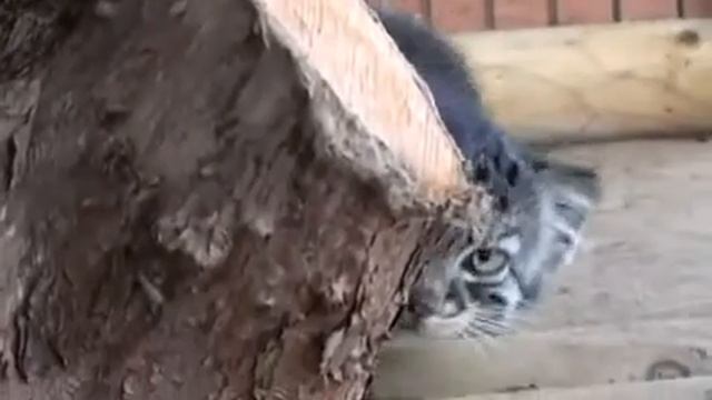 Маленькие котята Приколы смотреть онлайн