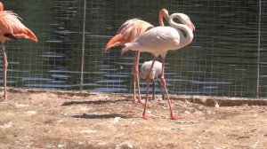 Фламинго. Московский зоопарк. Детеныши фламинго.