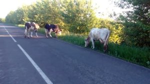 Доход от коровы)) почему молоковоз а не рынок