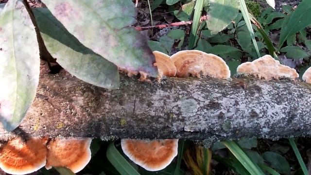 В прежней жизни. Как будет в теперешней? Будет ли... смотреть онлайн