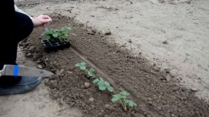 Кассетная рассада клубники