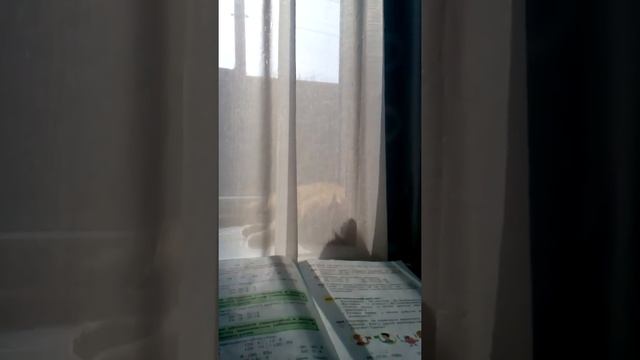 Маня ( моя кошка) спит на подоконнике! Ей явно что-то снится! смотреть онлайн