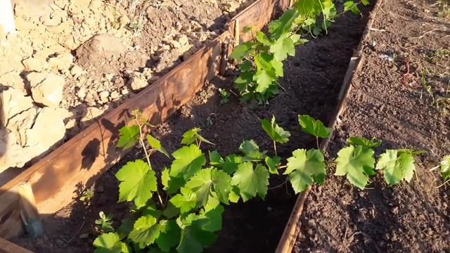 Виноград в первый год после посадки. Обрезка винограда. Часть 2