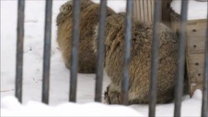 Мальчики манула Мии и манул Караганда вышли на улицу 13.02.2023