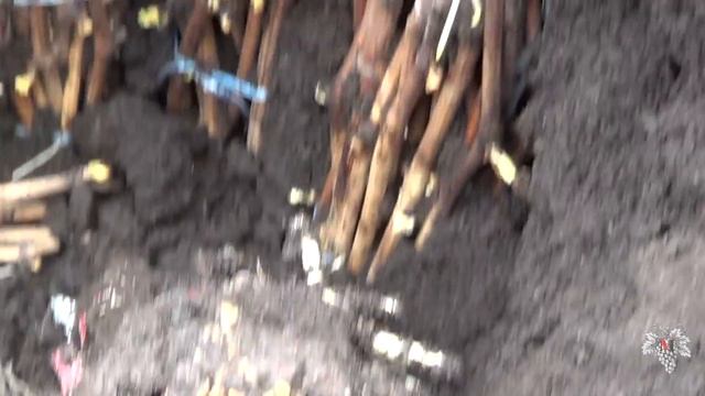 Кильчевание (укоренение) черенков винограда. Результат! смотреть онлайн