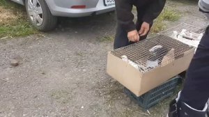 Сборная ярмарка голубей. Шахты 07.05.23. Самая дорогая пара голубей на ярмарке.