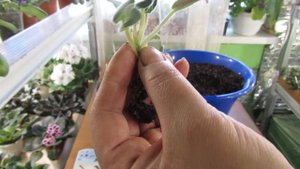 КАК ОТСАДИТЬ ДЕТКИ ФИАЛКИ ПРАВИЛЬНО . КРАТКО О ВАЖНЫХ МОМЕНТАХ.