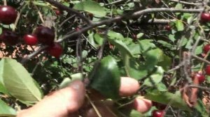 Радикальное обновление старой вишни!!!