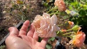 🌹 Leander Rose // AUSlea // David Austin Rose