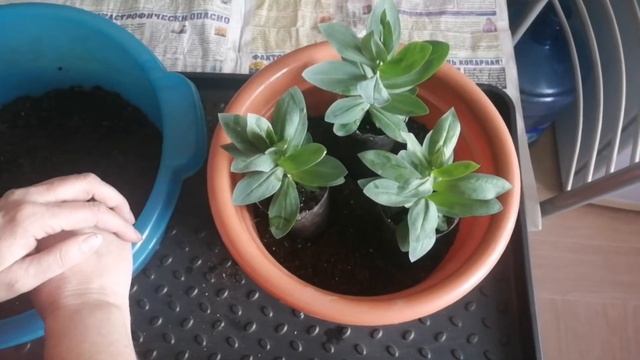 Последняя перевалка эустомы в кашпо. смотреть онлайн