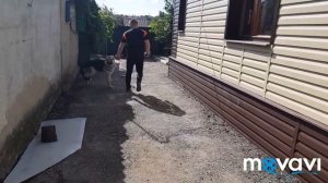 Как приучить собаку к поводку. КАРАТ ~1год.