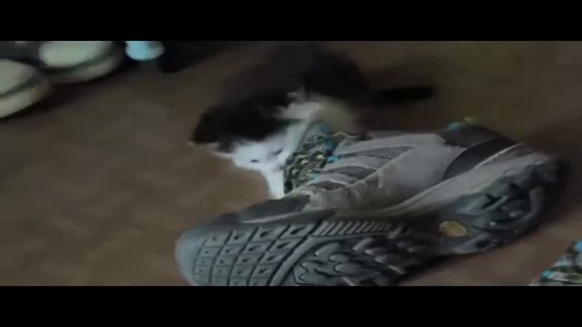 Смешные котята! Подборка милоты #1