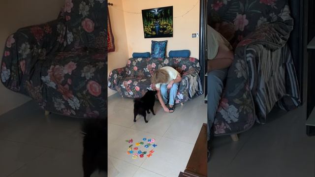 Интеллектуальное обучение собак: примеры. Игра "Напиши свое имя!" смотреть онлайн