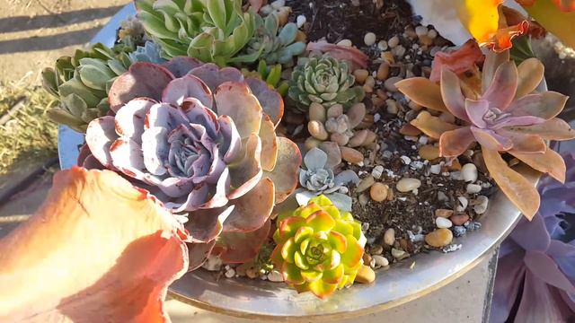 SEN ĐÁ SUCCULENTS ECHEVERIA. MUA NO HOA смотреть онлайн