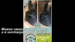 Сухой нос у собаки или гиперкератоз