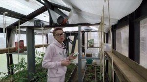 ОГУРЦЫ НЕ РАСТУТ ИЗ-ЗА ХОЛОДА.УКРЕПЛЯЕМ,УДОБРЯЕМ.