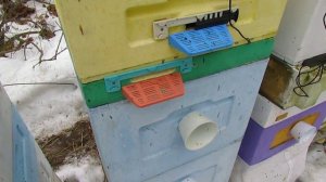 весенние работы с пчелами - весенняя обработка пчел от клеща Варроа , нужна или нет