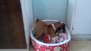 басенджи бесится