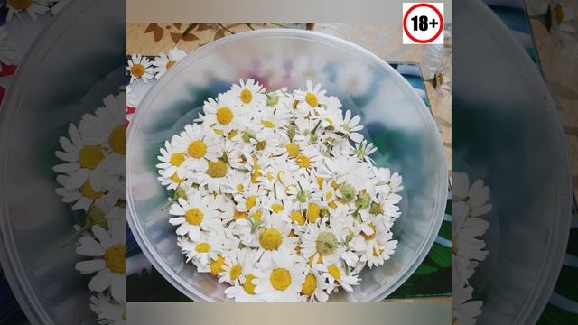 Ромашка для здоровья.Как собирать,как заготовить. Для чего пьют ромашку
