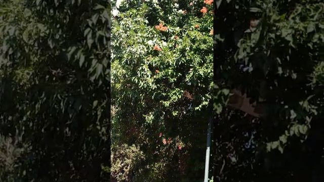 Золотое дерево оказалось израильский акацией.#природаакациякрасота# смотреть онлайн