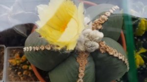 Astrophytum Myriostigma Flowering